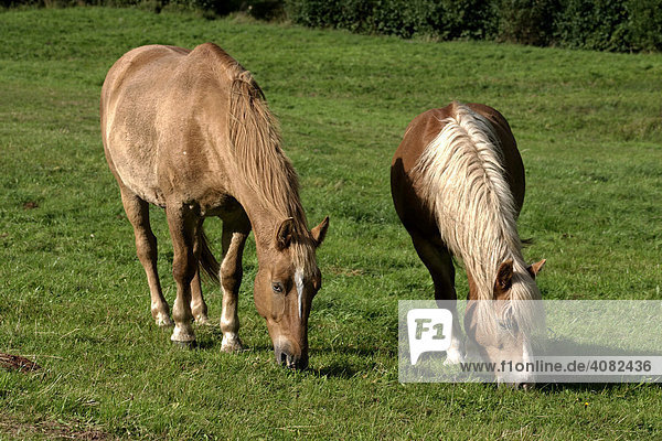 Pferde auf einer Weide  Pfalz  Rheinland-Pfalz  Deutschland