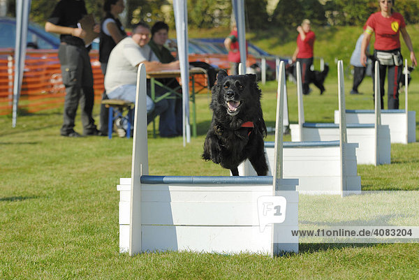 Hund bei der Hundesportart Flyball Hungen Hessen Deutschland