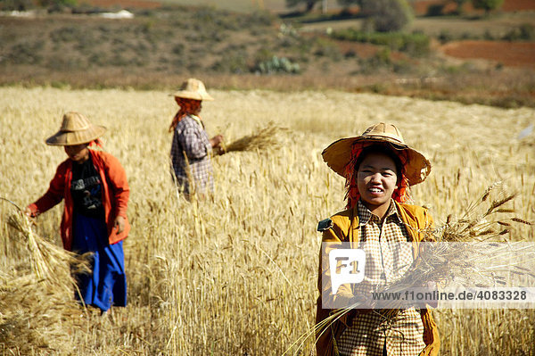 Frauen bei der Ernte von Weizen auf dem Feld bei Pindaya Shan State Burma