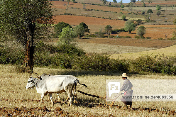 Bauer pflügt mit Ochsen sein Feld bei Pindaya Shan State Burma