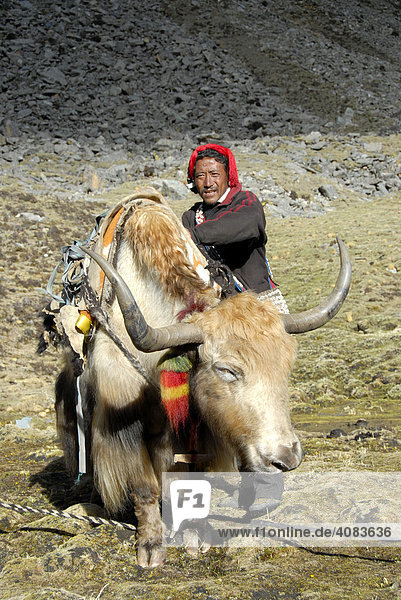 Tibetan Yak man loads white yak in camp below Shug-La Pass Tibet China