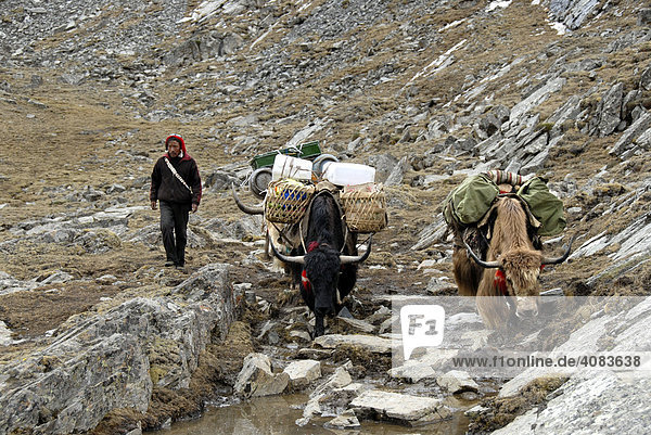 Tibeter Yak Führer mit zwei bepackten Yaks auf dem felsigen Chitu-La Pass 5100 m Tibet China