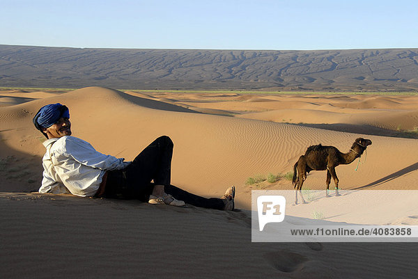 Tuareg mit Turben liegt in Sanddüne mit Kamel bei Mhamid Marokko