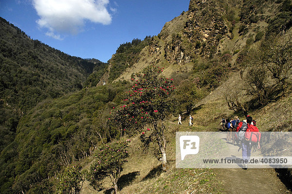 Group of people is walking on a path through flowering Rhododendron forest Annapurna Region Nepal