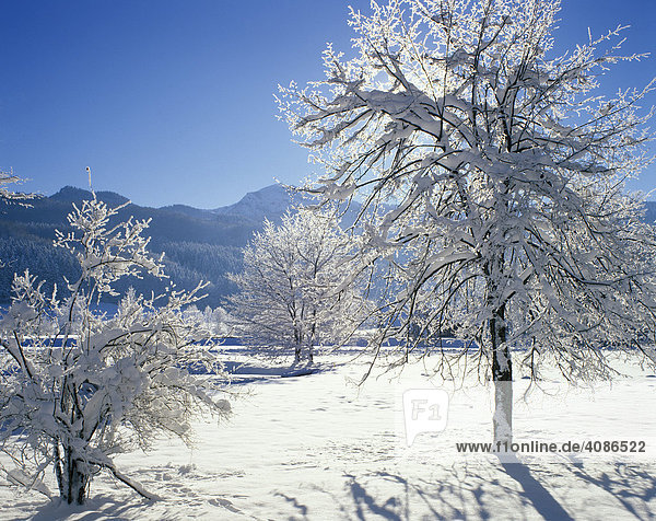 Winter time snow tree hoarfrost