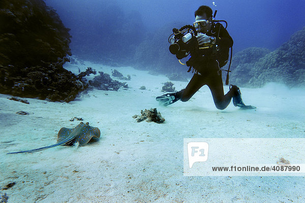 Diver videotapes a Bluespotted Ribbontail Ray  Taeniura lymma  Red Sea  Egypt