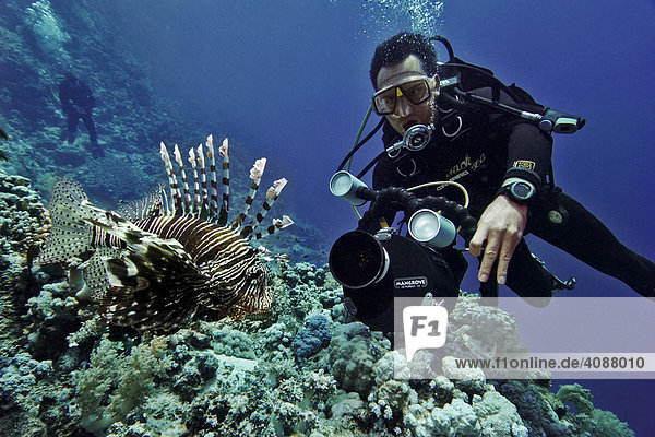 Diver with underwater camera  Lion fish  Red Sea  Egypt