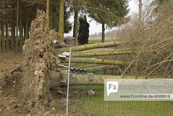 Umgestürzte Bäume mit komplettem Wurzelerdreich in Schrebergarten  Waidhofen an der Thaya  Waldviertel  Niederösterreich  Österreich  Europa