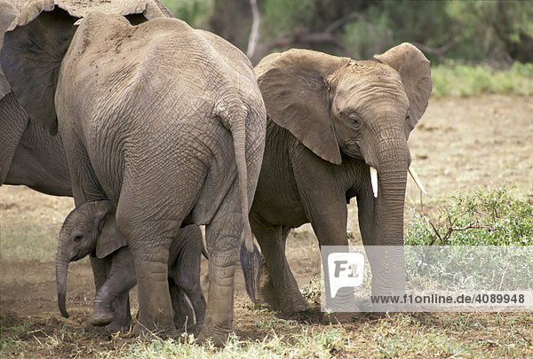 Elephants ( Loxodonta africana ) family with baby  Amboseli National Park  Kenya
