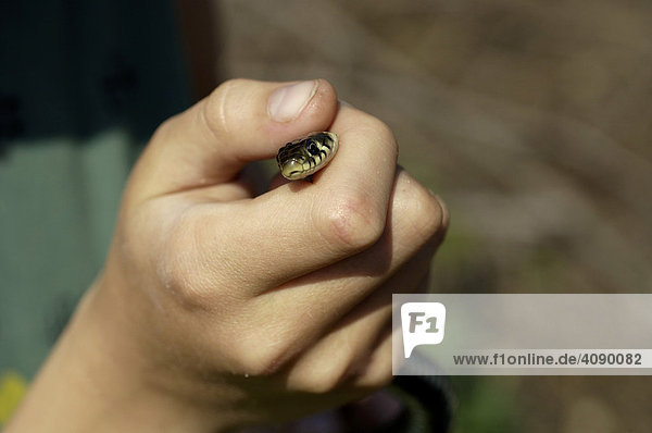Grass Snake (Natrix natrix) peeking out of a child's hand