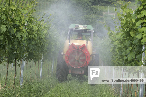 Weinbauer spritzt seine Rebstöcke