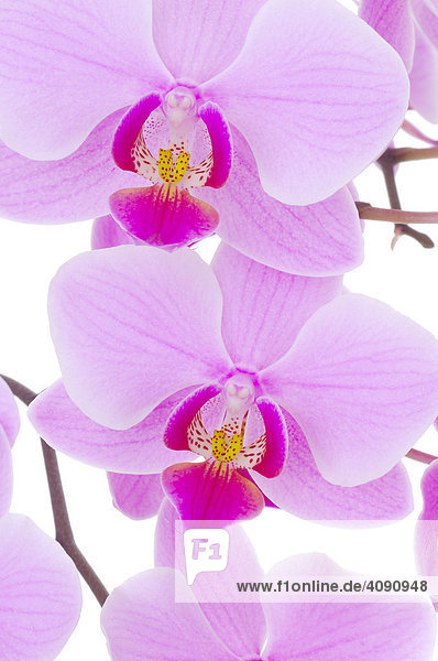 Orchideen (Phalaenopsis sp.)