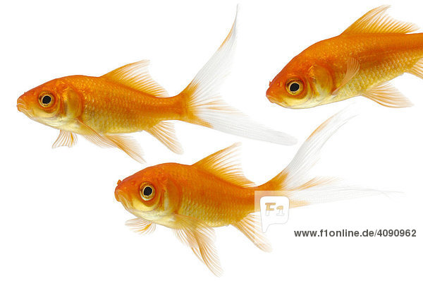 Goldfische (Carassius auratus)