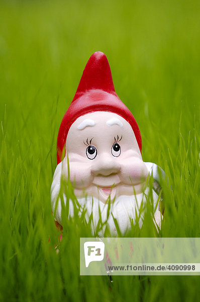 Garden gnome on lawn