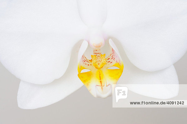 Orchidee (Orchidacea phaleanopsis)