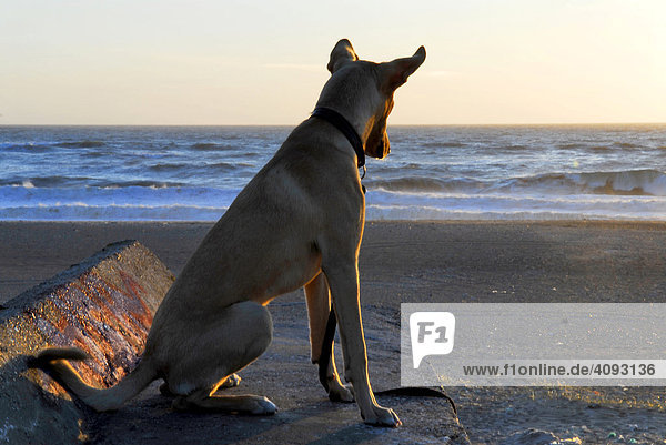 Junger Hund sitzt auf einer Mauer und schaut auf das Meer