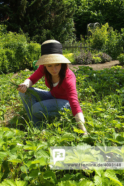 Young woman is weeding in the fruit and vegetable garden