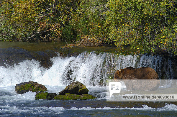 Braunbär (Ursus arctos) beim Fischen am Wasserfall   Brooks River Katmai Nationalpark Alaska USA