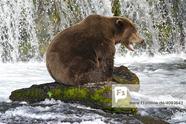 Braunbär (Ursus arctos) sitzt auf einem Fels vor dem Wasserfall und wartet auf den nächsten Lachs   Brooks River Katmai Nationalpark Alaska USA