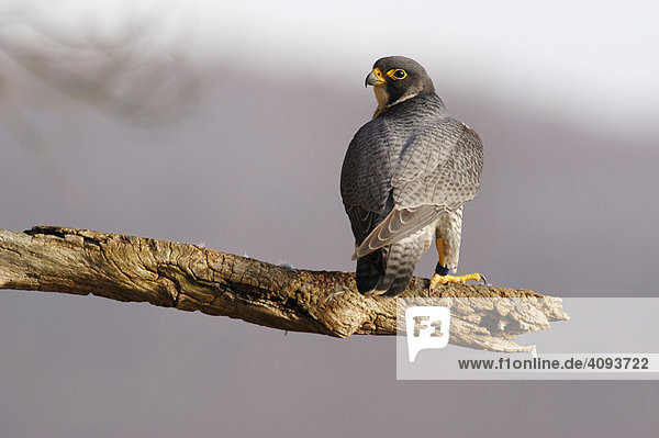 Wanderfalke (Falco peregrinus) sitzt an seinem Ruhe- und Rupfplatz  Deutschland