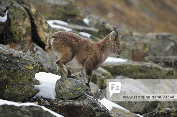 Alpine ibex (Capra ibex) fawn climbing in light snow fall