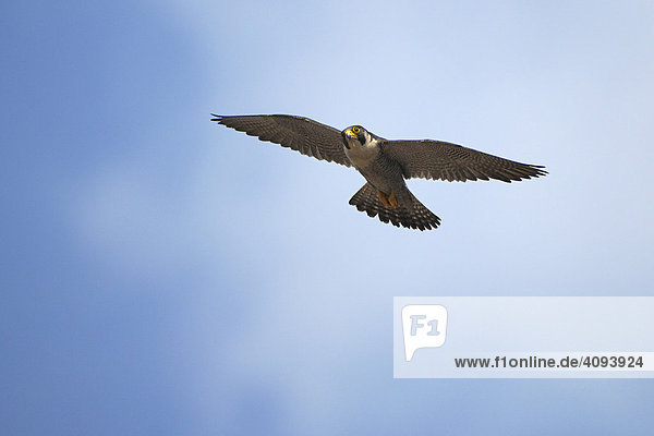 Wanderfalke (Falco peregrinus)  Männchen im Flug