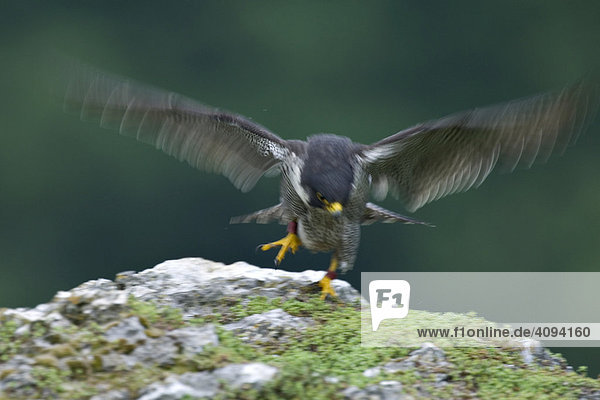Wanderfalke (Falco peregrinus) Altvogel  startend