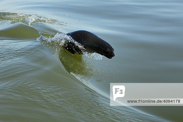 Südafrikanischer Seebär (Arctocephalus pusillus) aus dem Wasser springend