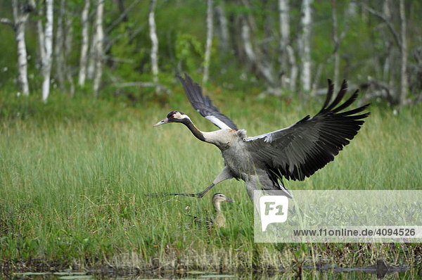 Crane (Grus grus) landing in marsh  Dalarna  Scandinavia  Sweden  Europe
