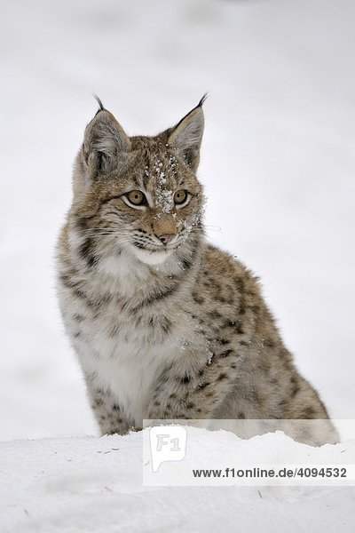 Eurasischer Luchs (Lynx lynx) Jungtier im Schnee  Bayerischer-Wald  Bayern  Deutschland