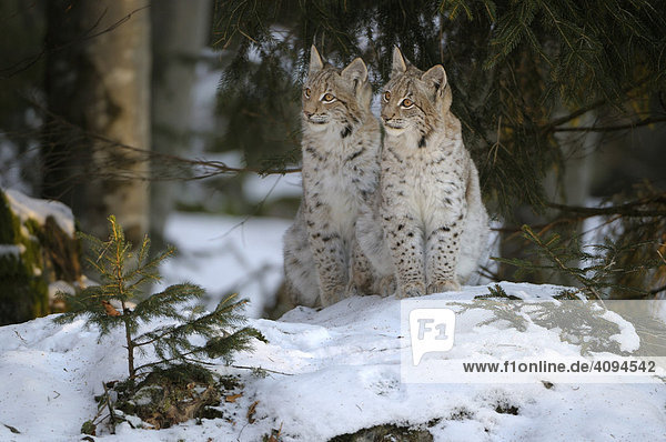 Eurasischer Luchs (Lynx lynx) zwei Jungtiere im Schnee  Bayerischer-Wald  Bayern  Deutschland