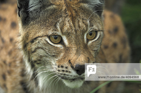 Eurasischer Luchs (Lynx lynx) Portrait Nordnorwegen Skandinavien Europa