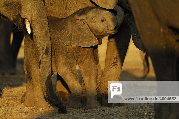 Afrikanischer Elefant (Loxodonta africana) Jungtier im Schutz der Gruppe  Chobe Nationalpark  Botswana  Afrika