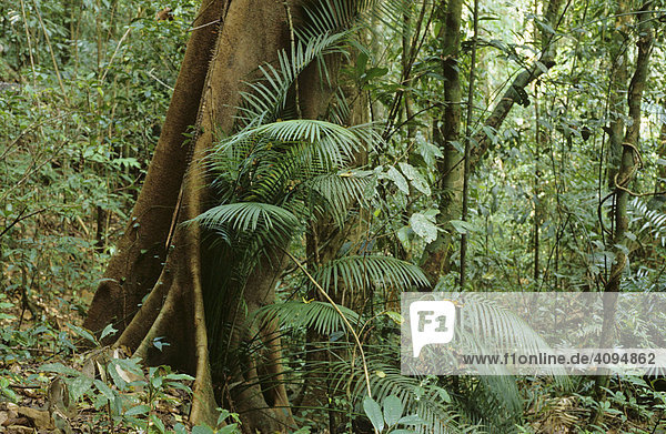 Cold rainforest in the Palmerston National Park Queensland Australia