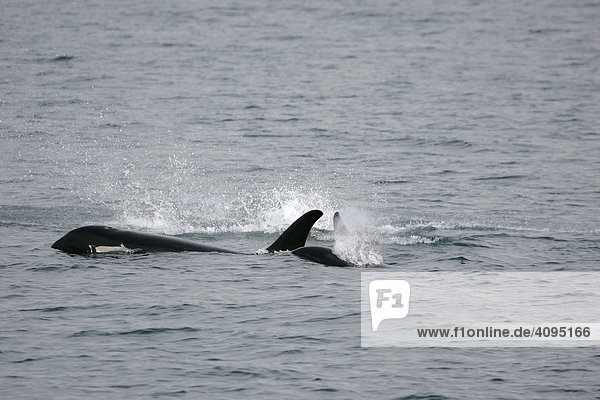 Orca oder Killer Wal Orcinus orca Prince Williams Sound Alaska USA