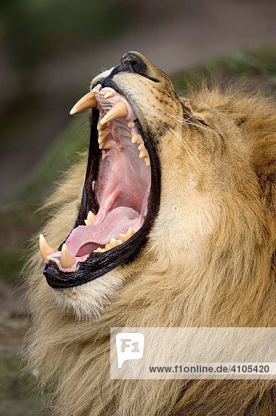Afrikanischer Löwe (Panthera leo)  männlich  gähnend
