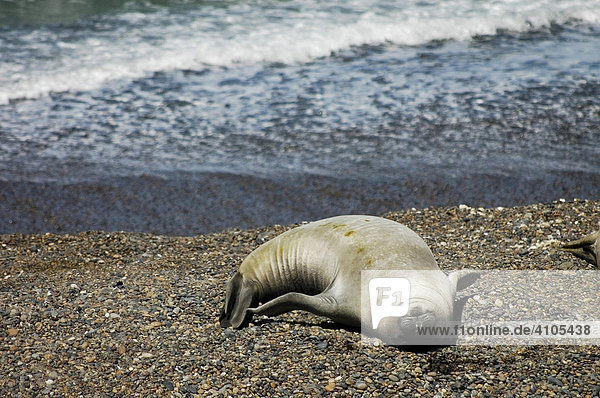 Sleeping elephant seal on the beach  Peninsula Valdez  Patagonia  Argentina