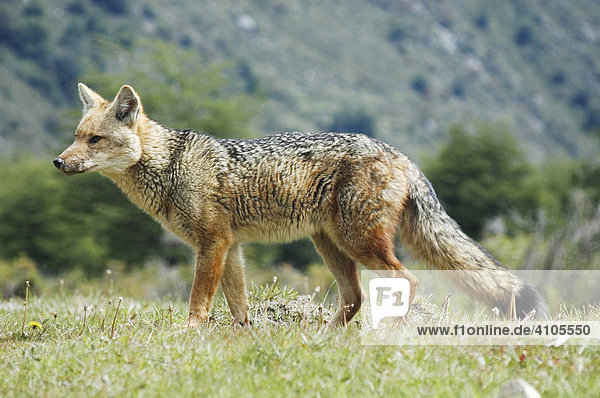 Patagonian Grey Fox  Torres del Paine National Park Patagonia  Chile