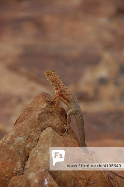 Little Dragon lizard  Kings Canyon   Northern Territory  Australia