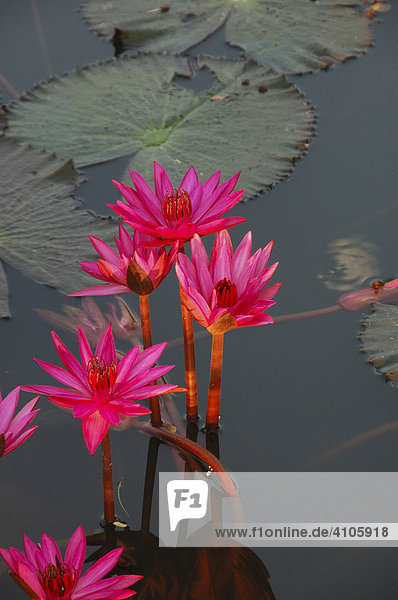 Water lillies  Sukhothai Historical Park  Sukhothai  Thailand