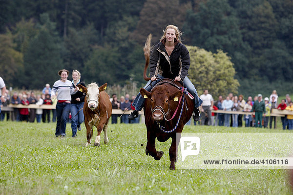 Traditionelles bayerisches Ochsenrennen im Wittelsbacher Land  Bayern  Deutschland