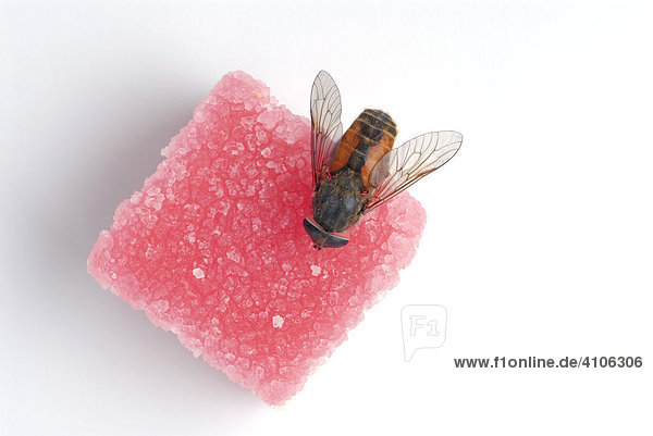 Fliege sitzt auf Süßigkeiten
