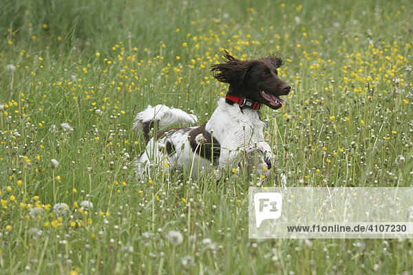 Kleiner Münsterländer Jagdhund springend in Wiese
