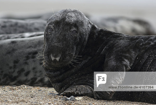 Male Grey Seal (Halichoerus grypus)