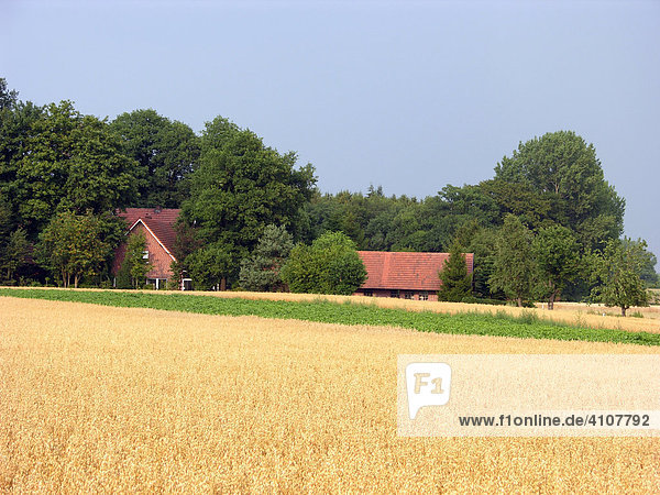 Kornfeld (Hafer) mit Bauernhaus