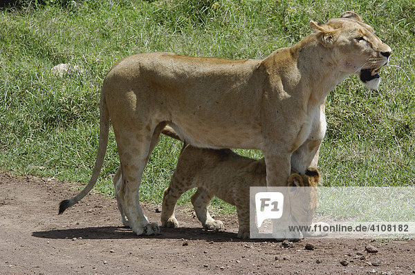Lioness with baby  Serengeti National Park  Tanzania  Africa