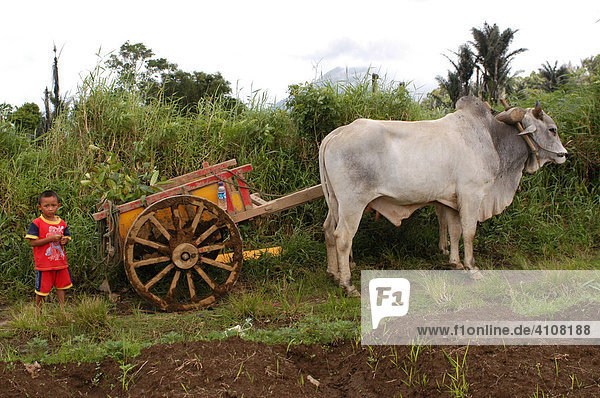 Boy with ox cart  Mount Mahawu  Nordsulawesi/Manado  Indonesia