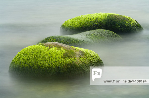 Stones with algae in the Baltic sea near the Island of Ruegen