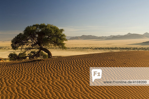 Dünenlandschaft in der Namibwüste  Namib Desert Lodge  Sonnenaufgang  Namibia  Afrika