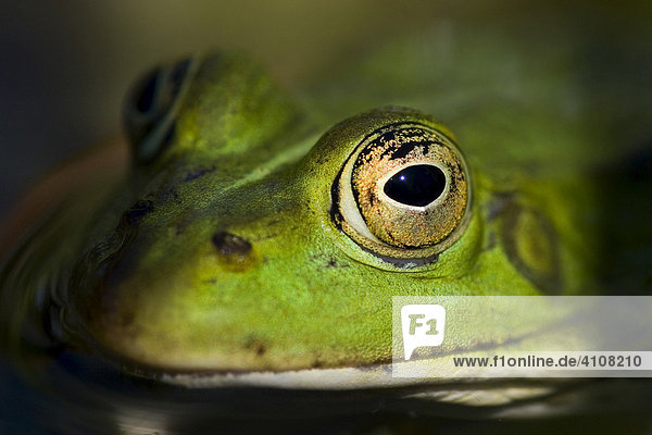 Portrait of a frog  eye  Germany